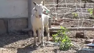 Video Preview  D016