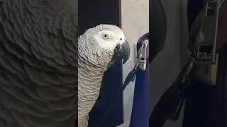 Попугай Гоша#Хорошка. Как о работе, так ни слова ..)
