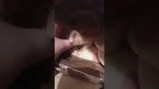 Кексуля гуляет #моилюбимки #листиккексикмишутка #твимз #rats #крысы #животные