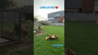 Heaven | In-house Pet Creche at Mohali @ezakaur #pets #home #doglover #cute  #cute #viral #shorts