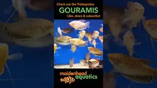Trichopodus Gouramis #gourami #tropicalfish #fishkeeping