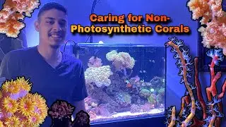 CARING FOR NPS (non-photosynthetic) CORAL!