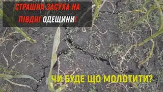 Страшна засуха на Одещині! Чи буде що молотити??  Демо поля Соняшника та Кукурузи!