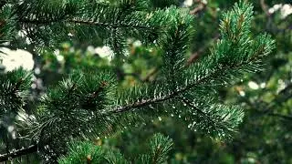 Listen to the rain in the forest - 8 hours rain relax for sleep study