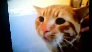 Cat freaks out says NO!!!!