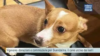 Vigevano, cane ucciso dai ladri: raccolti 12.000 euro in memoria di Guendalina