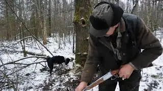 охота с лайками на куницу и енотов  .УДАЧНО!!!!!!