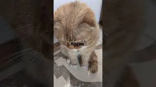 лайк плюс підписання на канал