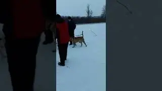 Ка Де Бо Реми и друзья