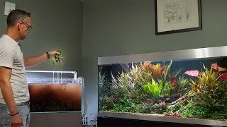 DESTRUCTION BEFORE DUTCH PLANTED AQUARIUM (4K)