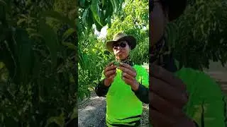 Cara buat tining nectarine.