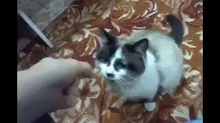 Плохая киса!