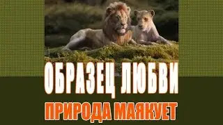 🔴 ОБРАЗЕЦ ЛЮБВИ ПОКАЗЫВАЕТ НАМ ПРИРОДА