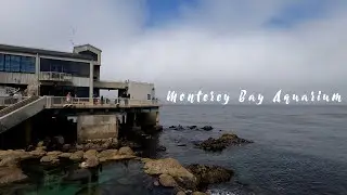 Monterey Bay Aquarium - Shot on A7iii