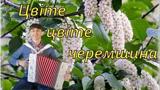 Цвіте цвіте черемшина - Українська народна пісня