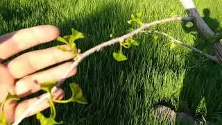 Яр, конец весны 2021