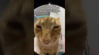 залитит