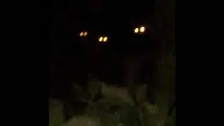 Eyes Without a Face