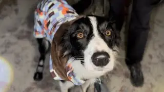Leo: il cane ghost hunter - Ep.11 St.3