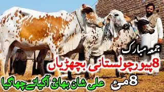 علی شان بھائ آگیاتےچھاگیا8پیورچولستانی سپرکوالٹی کراس ہونے کے قابل جوان بچھڑیاں فارسیل مناسب ریٹ 