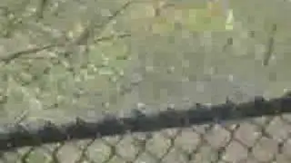 Ghost Seen in Woods of Park