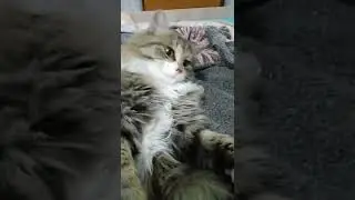 Untitled video