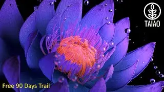 Insydium Taiao  Procedural Tool For Generating Plants in Cinema 4d with 90 days free Trail
