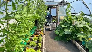 August allotment and polytunnel tour