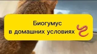 Дождевые черви - биогумус