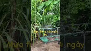 Mùa mưa Miền Trung - Nước lên loáng ruộng đồng #shorts #muamua