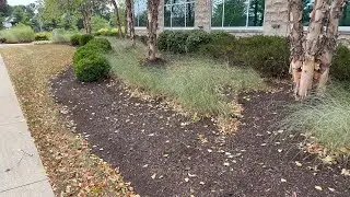 Are we sure about River Birch?