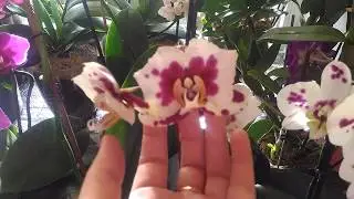 Мое цветение в феврале!!!Дендробиумы,орхидеи бабочки!!!