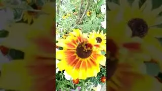 Сад цветов