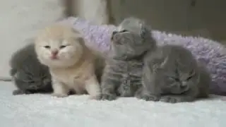 Милые котенки