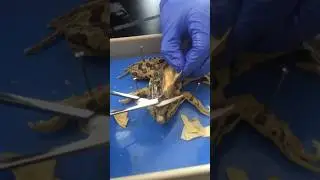 Dissecting a frog 🐸 and pig 🐷 #biology #experiment #shorts