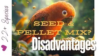 Mix Seeds & Pellets? The Disadvantages | #parrot_bliss #parrot #birds