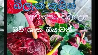 👉 කළු රැජින ඔයාටත් ඔනේද.. එහෙනම් මෙන්න වාසි මිලකට ඔයාටත් ගන්න පුළුවන්. ☎️  0778299140