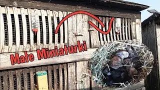 Hodowla Królików miniaturek 2/2