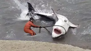 Эти Животные Просили Людей о Помощи, и Вот Почему!