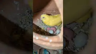 Budgies colony progress #budgiesbreedingprogress #budgies #birds #colony