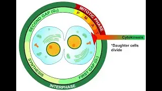 Citocinesis animal y vegetal