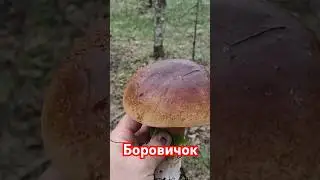 Боровичок