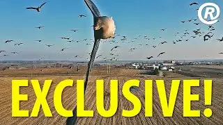 Гусь уходит от столкновения с дроном!