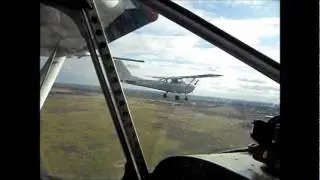 БЕРКУТ  В  ПАРЕ  С  ЦЕСНОЙ