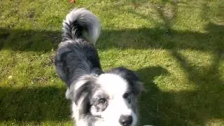 Flint's tricks at 2 yrs