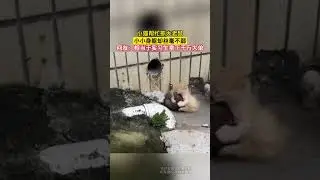 小貓幫忙抓大老鼠，小小身軀卻絲毫不弱，網友：相當於實習生拿下千萬大單 #大熱門