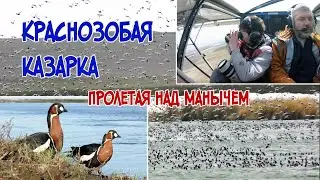 Red-breasted Goose. Flying over Manych
