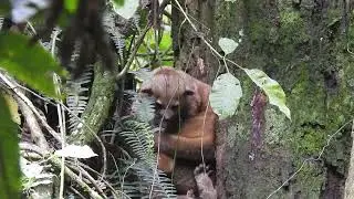 Kinkajou - Potos flavus - Perro de Monte Colombia