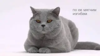 Royal Canin. Каждая породистая кошка уникальна!