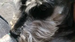Arf Arf